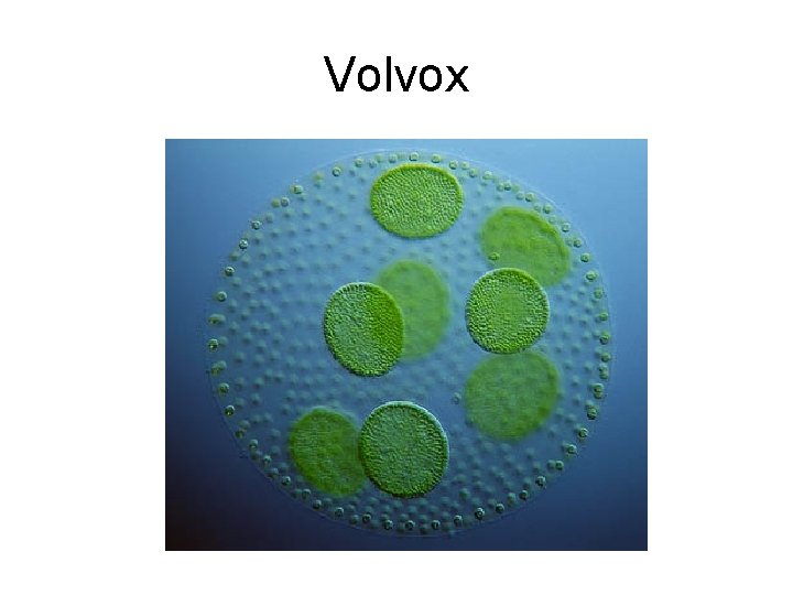 Volvox 