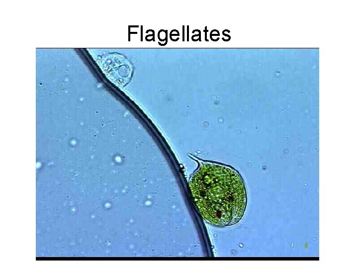 Flagellates 