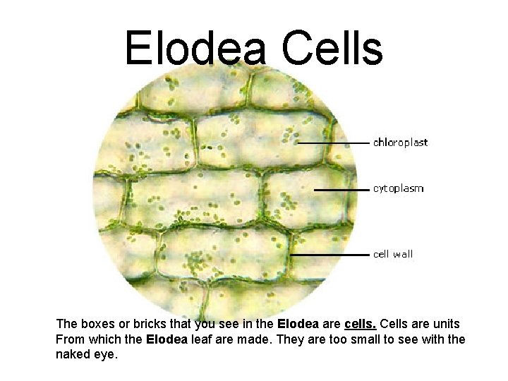 Elodea Cells The boxes or bricks that you see in the Elodea are cells.