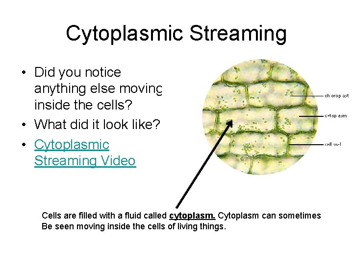 Cytoplasmic Streaming • Did you notice anything else moving inside the cells? • What