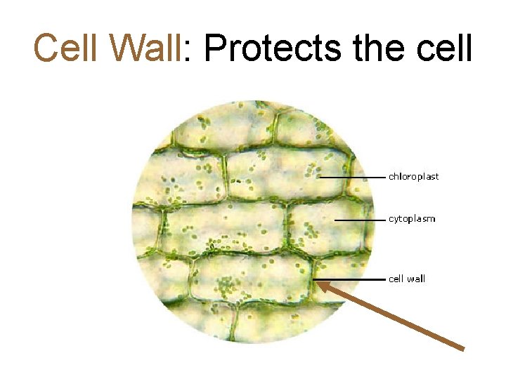 Cell Wall: Protects the cell 