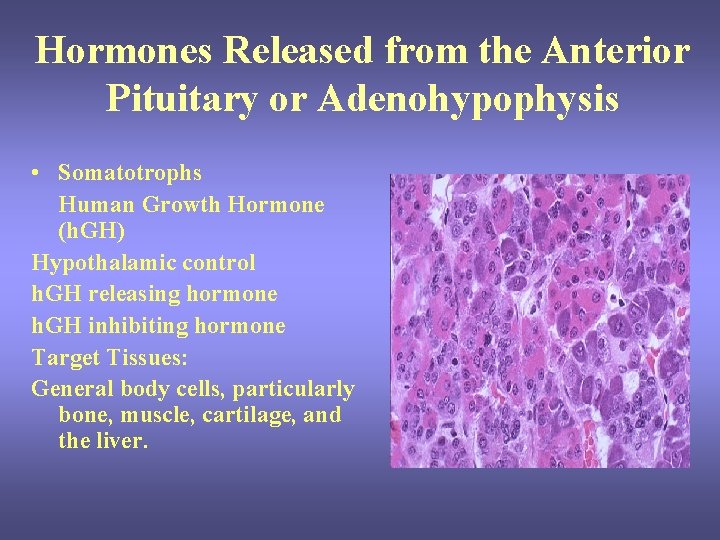 Hormones Released from the Anterior Pituitary or Adenohypophysis • Somatotrophs Human Growth Hormone (h. Hormones Released from the Anterior Pituitary or Adenohypophysis • Somatotrophs Human Growth Hormone (h.