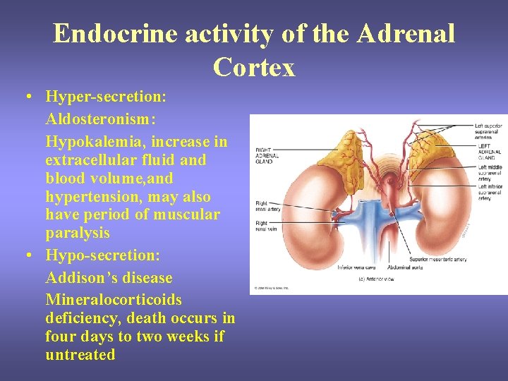 Endocrine activity of the Adrenal Cortex • Hyper-secretion: Aldosteronism: Hypokalemia, increase in extracellular fluid Endocrine activity of the Adrenal Cortex • Hyper-secretion: Aldosteronism: Hypokalemia, increase in extracellular fluid
