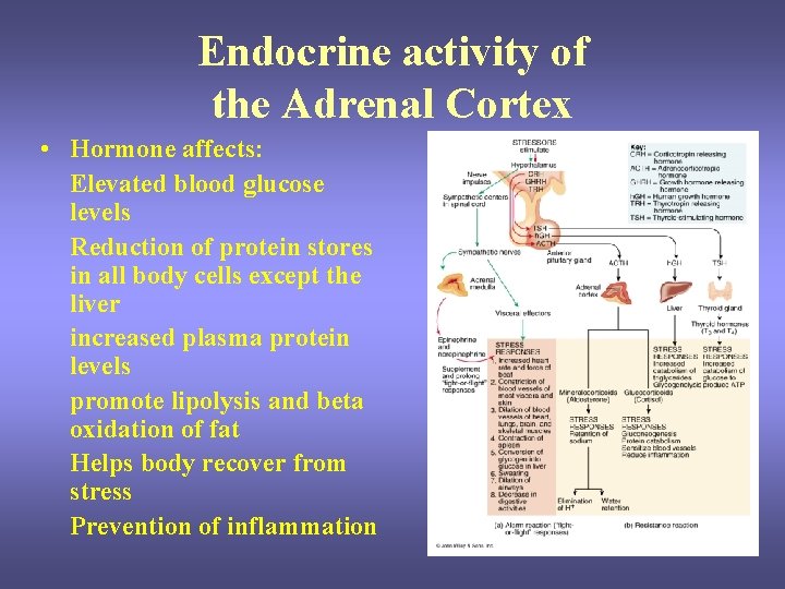 Endocrine activity of the Adrenal Cortex • Hormone affects: Elevated blood glucose levels Reduction Endocrine activity of the Adrenal Cortex • Hormone affects: Elevated blood glucose levels Reduction