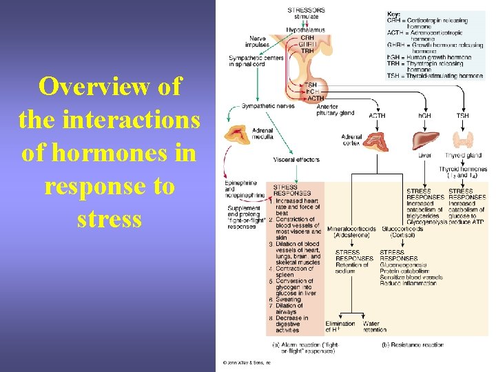 Overview of the interactions of hormones in response to stress Overview of the interactions of hormones in response to stress
