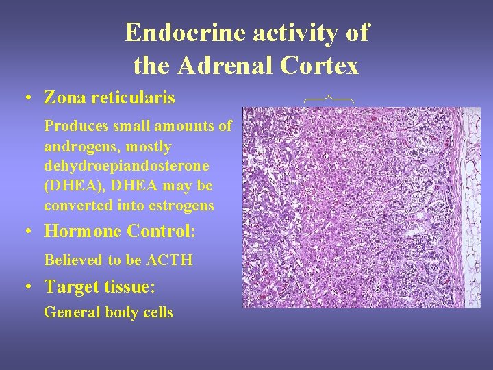 Endocrine activity of the Adrenal Cortex • Zona reticularis Produces small amounts of androgens, Endocrine activity of the Adrenal Cortex • Zona reticularis Produces small amounts of androgens,