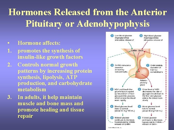 Hormones Released from the Anterior Pituitary or Adenohypophysis • Hormone affects: 1. promotes the Hormones Released from the Anterior Pituitary or Adenohypophysis • Hormone affects: 1. promotes the
