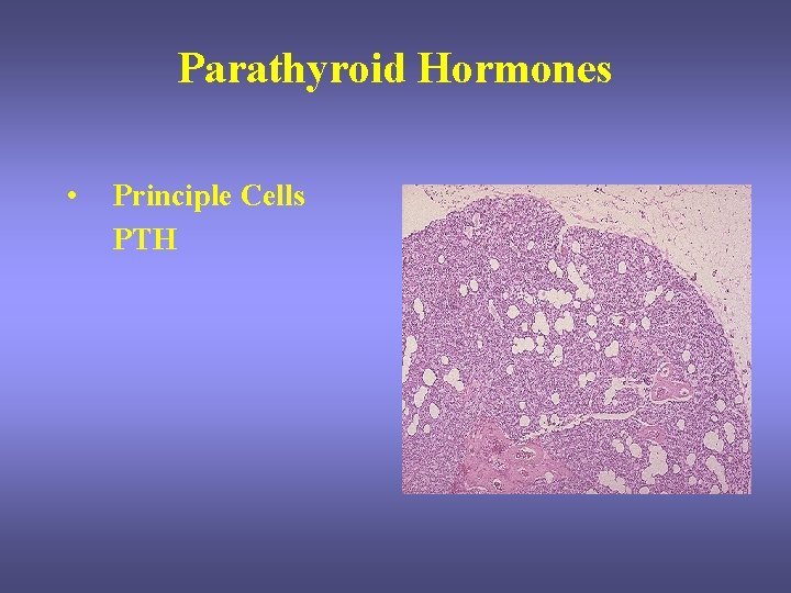 Parathyroid Hormones • Principle Cells PTH Parathyroid Hormones • Principle Cells PTH