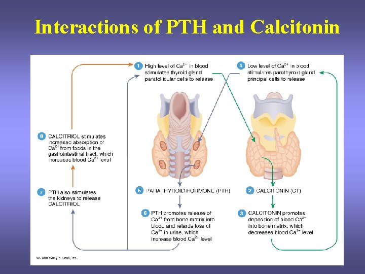 Interactions of PTH and Calcitonin Interactions of PTH and Calcitonin
