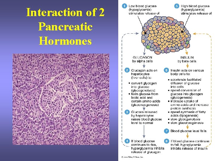 Interaction of 2 Pancreatic Hormones Interaction of 2 Pancreatic Hormones