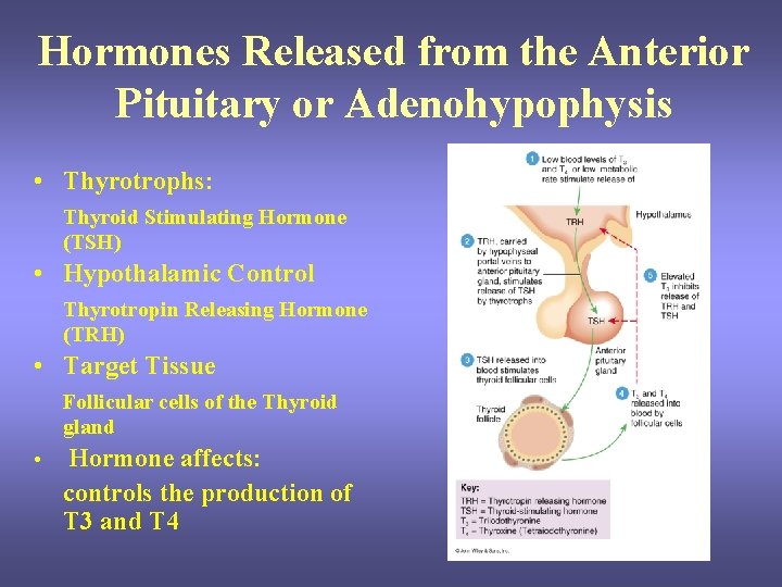 Hormones Released from the Anterior Pituitary or Adenohypophysis • Thyrotrophs: Thyroid Stimulating Hormone (TSH) Hormones Released from the Anterior Pituitary or Adenohypophysis • Thyrotrophs: Thyroid Stimulating Hormone (TSH)