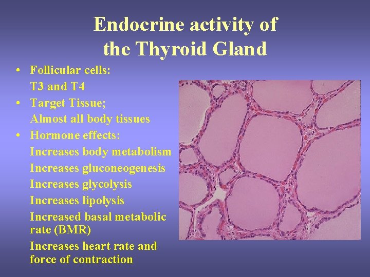 Endocrine activity of the Thyroid Gland • Follicular cells: T 3 and T 4 Endocrine activity of the Thyroid Gland • Follicular cells: T 3 and T 4