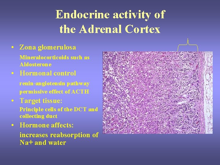 Endocrine activity of the Adrenal Cortex • Zona glomerulosa Mineralocorticoids such as Aldosterone • Endocrine activity of the Adrenal Cortex • Zona glomerulosa Mineralocorticoids such as Aldosterone •