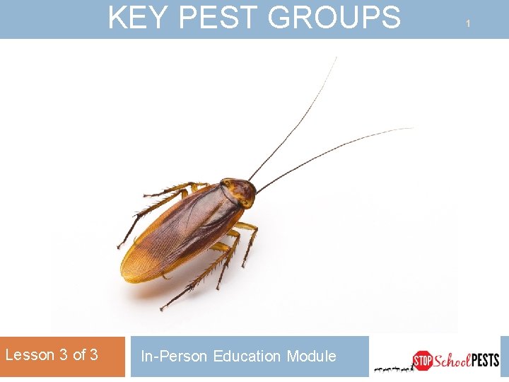 KEY PEST GROUPS Lesson 3 of 3 In-Person Education Module 1 