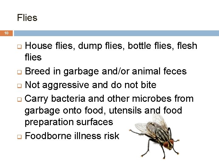 Flies 10 House flies, dump flies, bottle flies, flesh flies q Breed in garbage