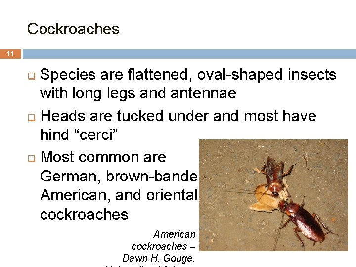 Cockroaches 11 Species are flattened, oval-shaped insects with long legs and antennae q Heads