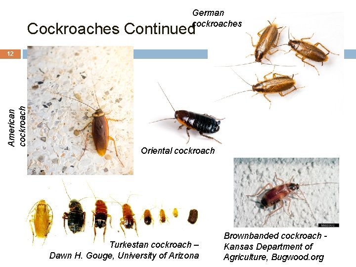 German cockroaches Continued American cockroach 12 Oriental cockroach Turkestan cockroach – Dawn H. Gouge,