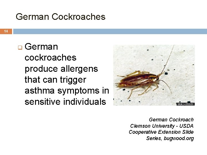 German Cockroaches 14 q German cockroaches produce allergens that can trigger asthma symptoms in