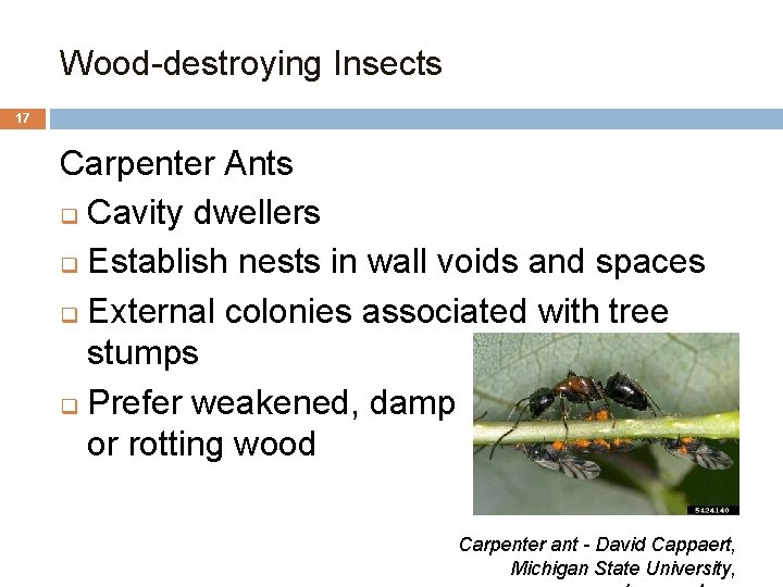 Wood-destroying Insects 17 Carpenter Ants q Cavity dwellers q Establish nests in wall voids