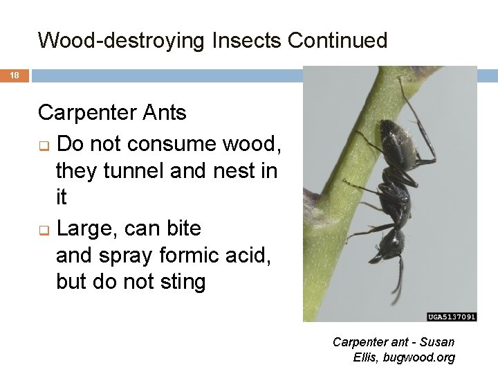 Wood-destroying Insects Continued 18 Carpenter Ants q Do not consume wood, they tunnel and