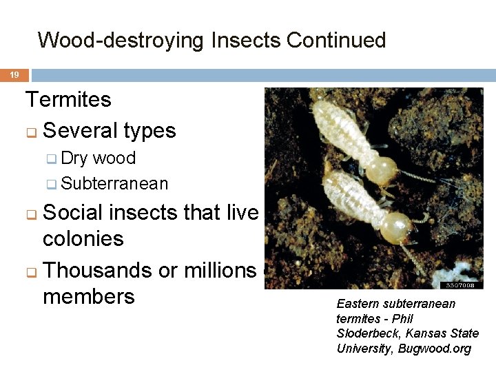 Wood-destroying Insects Continued 19 Termites q Several types q Dry wood q Subterranean Social