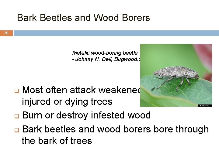 Bark Beetles and Wood Borers 20 Metalic wood-boring beetle - Johnny N. Dell, Bugwood.