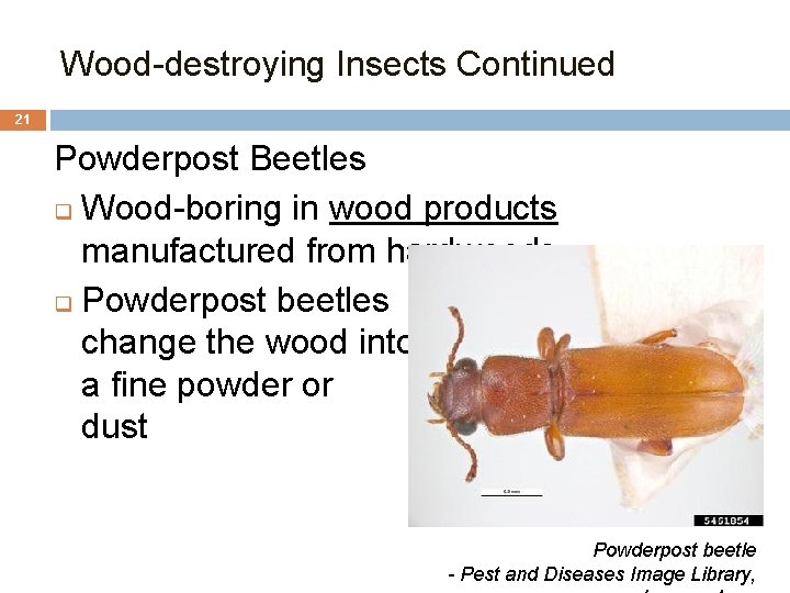 Wood-destroying Insects Continued 21 Powderpost Beetles q Wood-boring in wood products manufactured from hardwoods