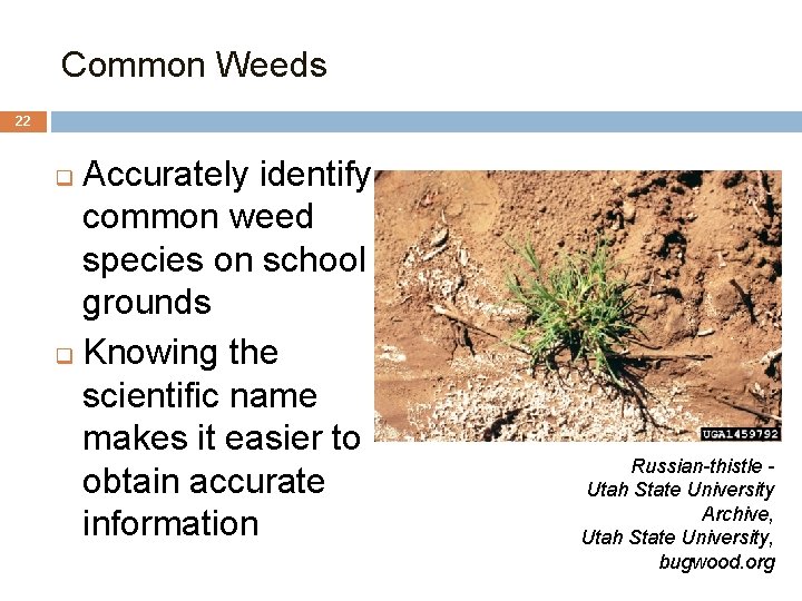 Common Weeds 22 Accurately identify common weed species on school grounds q Knowing the