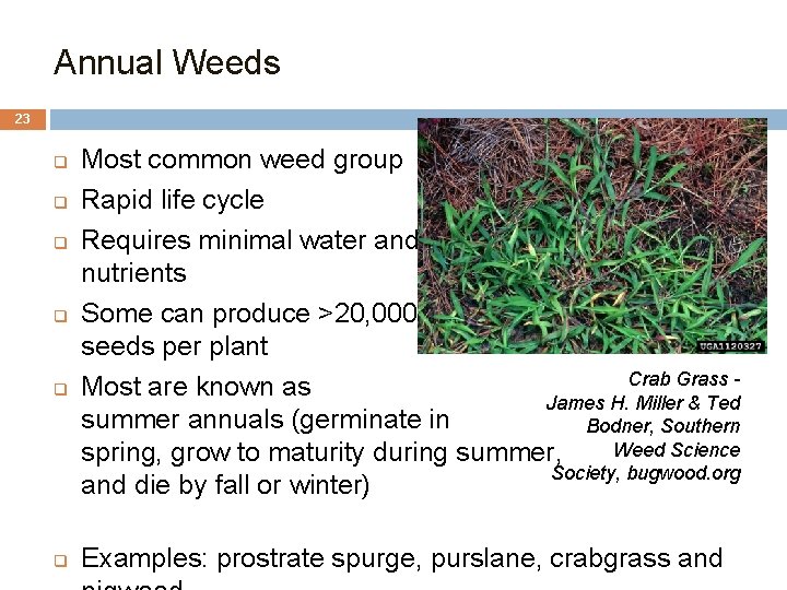 Annual Weeds 23 q q q Most common weed group Rapid life cycle Requires