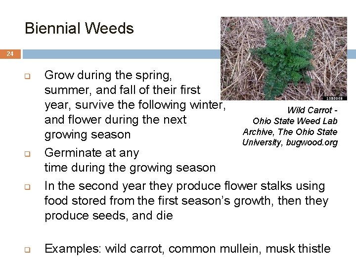 Biennial Weeds 24 q q Grow during the spring, summer, and fall of their