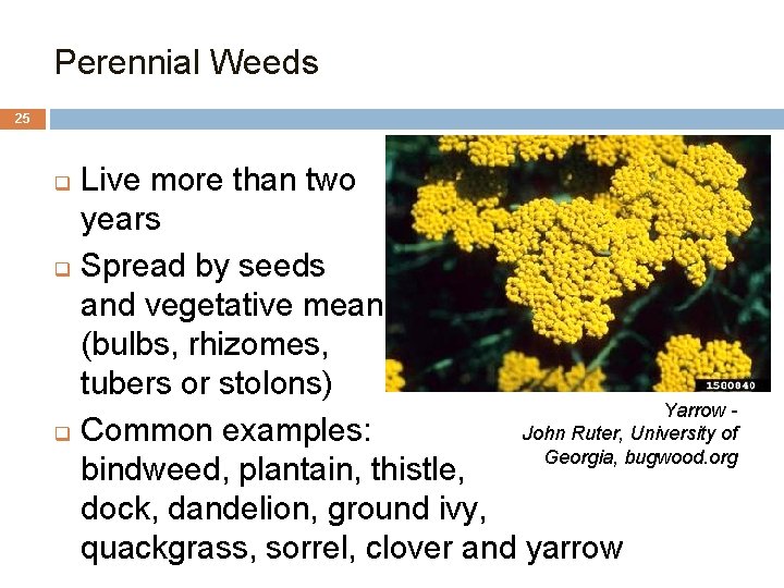 3. Perennial Weeds 25 Live more than two years q Spread by seeds and