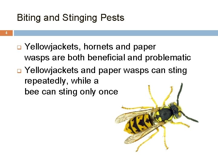 Biting and Stinging Pests 4 q q Yellowjackets, hornets and paper wasps are both