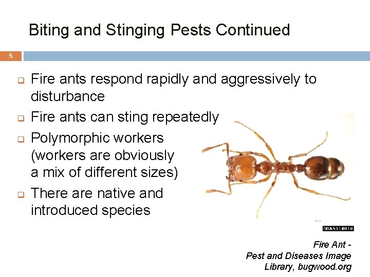 Biting and Stinging Pests Continued 5 q q Fire ants respond rapidly and aggressively