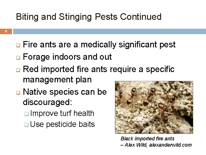 Biting and Stinging Pests Continued 6 Fire ants are a medically significant pest q