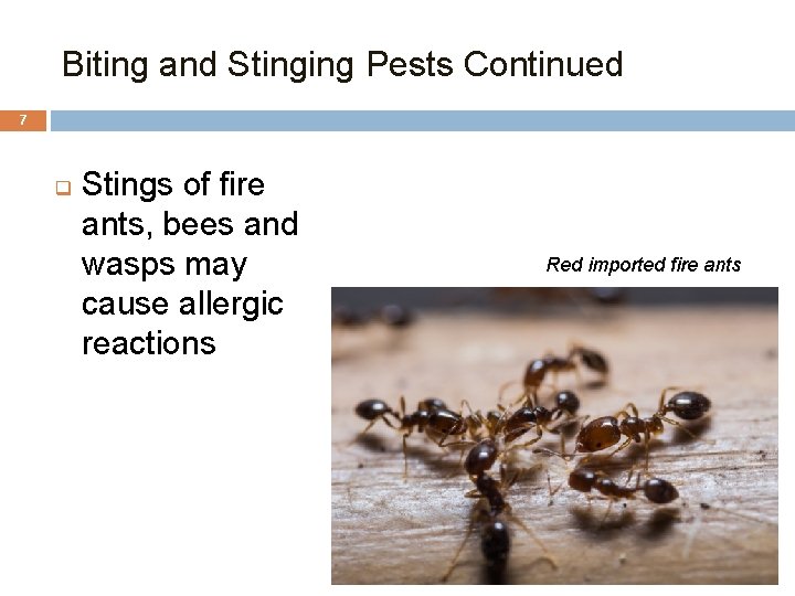 Biting and Stinging Pests Continued 7 q Stings of fire ants, bees and wasps