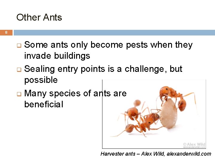 Other Ants 8 Some ants only become pests when they invade buildings q Sealing