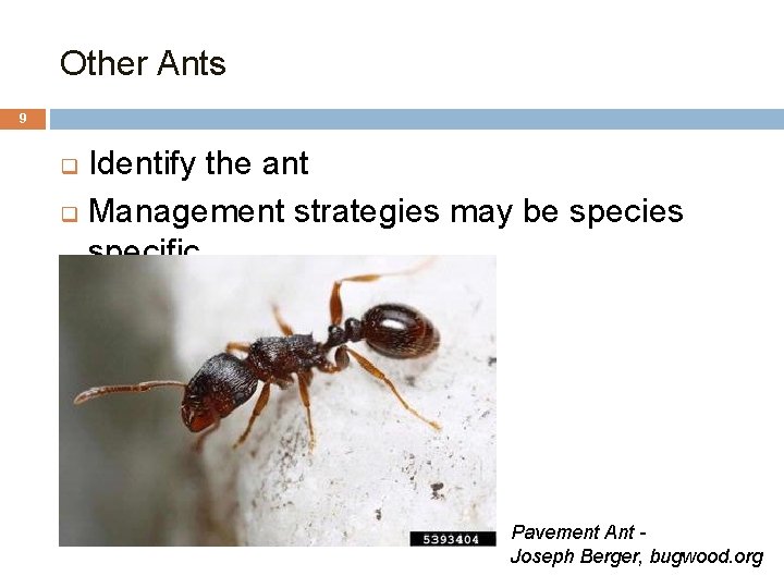 Other Ants 9 Identify the ant q Management strategies may be species specific q