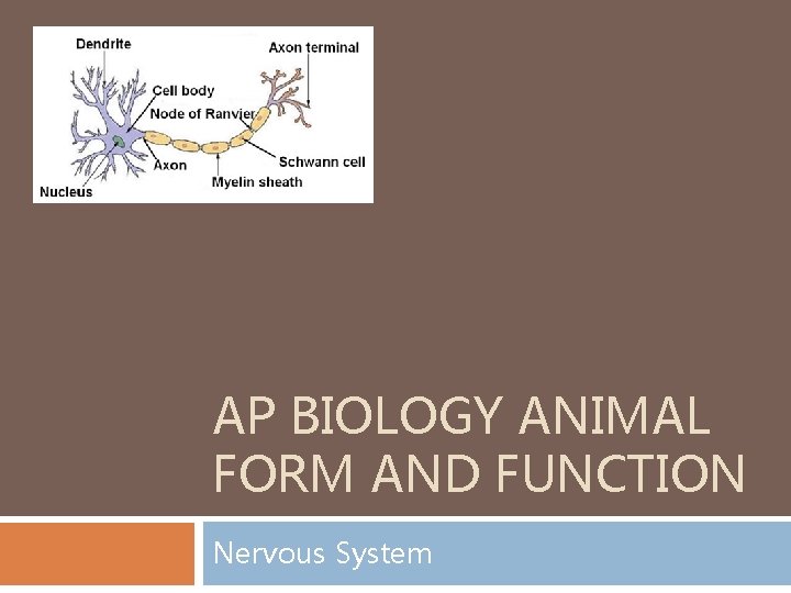 AP BIOLOGY ANIMAL FORM AND FUNCTION Nervous System 