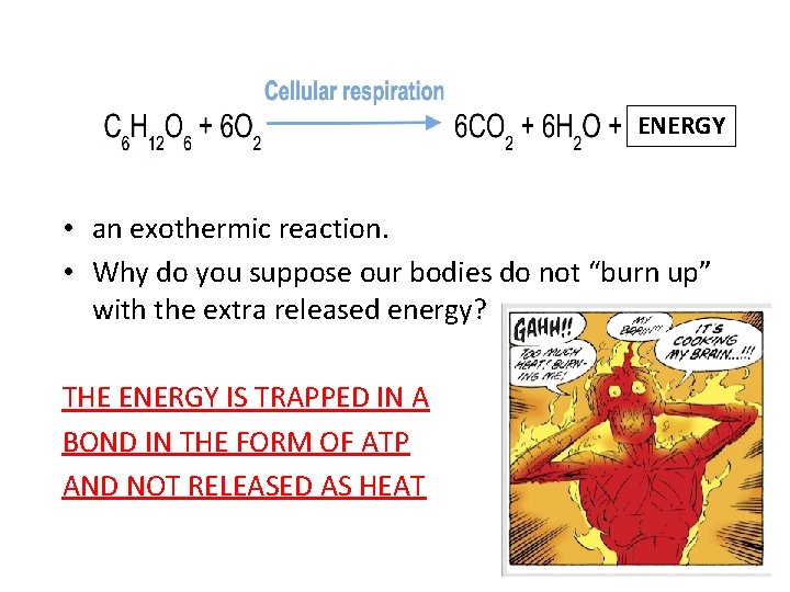 ENERGY • an exothermic reaction. • Why do you suppose our bodies do not
