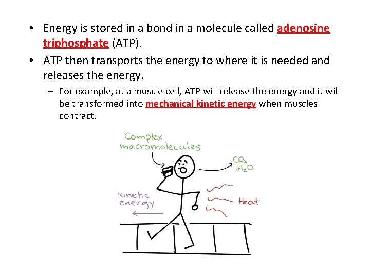  • Energy is stored in a bond in a molecule called adenosine triphosphate