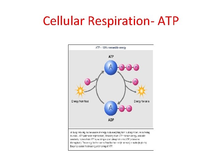 Cellular Respiration- ATP 