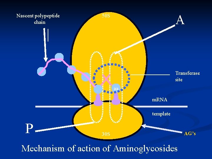 Nascent polypeptide chain A 50 S Transferase site aa m. RNA template P 30