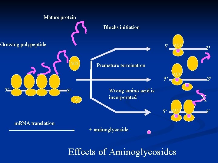 Mature protein Blocks initiation Growing polypeptide 5’ 50 S 3’ 30 S 3’ Premature