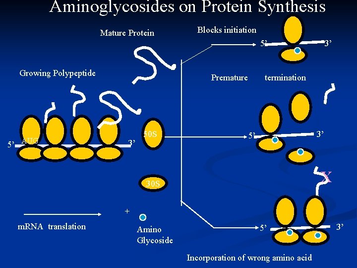 Aminoglycosides on Protein Synthesis Mature Protein Blocks initiation 5’ Growing Polypeptide 5’ AUG Premature