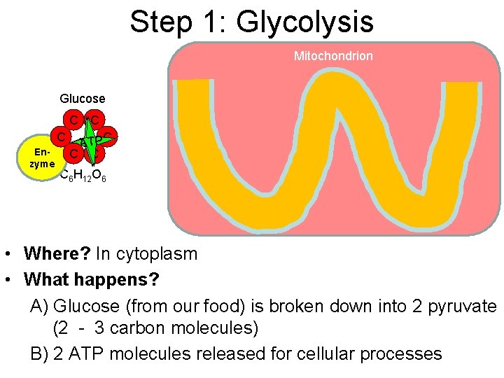 Step 1: Glycolysis Mitochondrion Glucose C C C Enzyme PC ATTP A C C