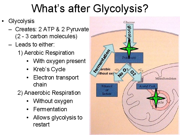 What’s after Glycolysis? glycolysis O 2 2 No fer me nt ati on ATP