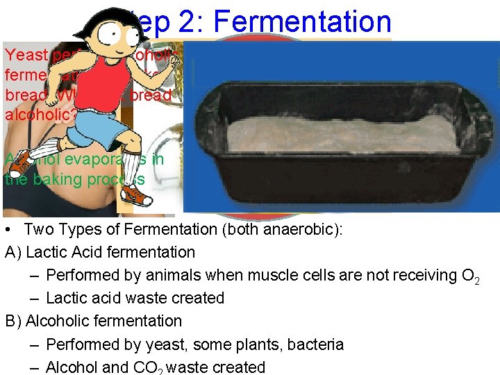 Step 2: Fermentation Yeast perform alcoholic fermentation to make bread. Why isn’t bread alcoholic?