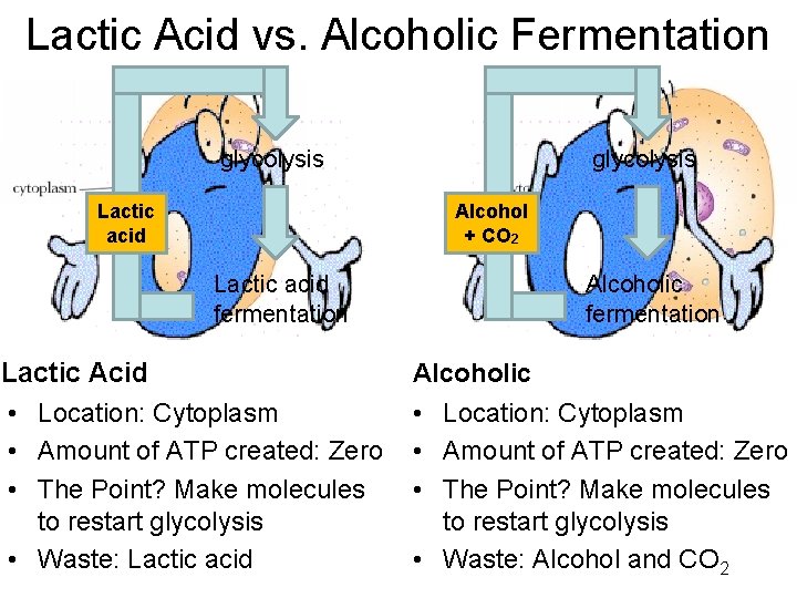 Lactic Acid vs. Alcoholic Fermentation glycolysis Lactic acid glycolysis Alcohol + CO 2 Lactic