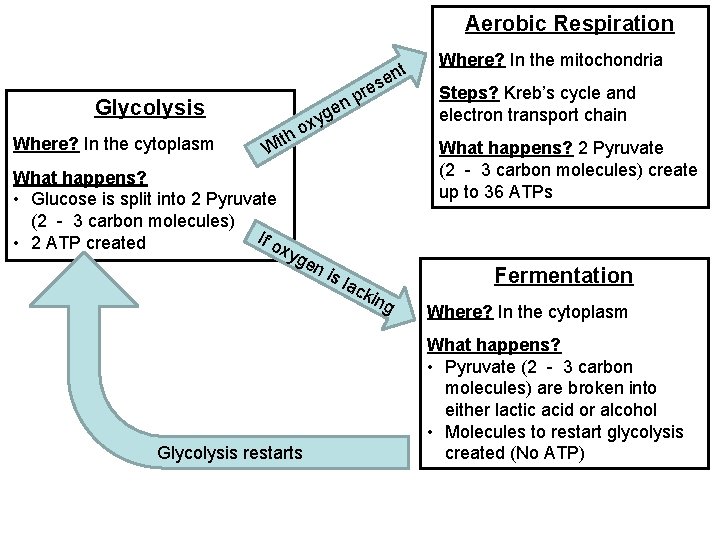 Aerobic Respiration nt e s Glycolysis Where? In the cytoplasm y x ho t