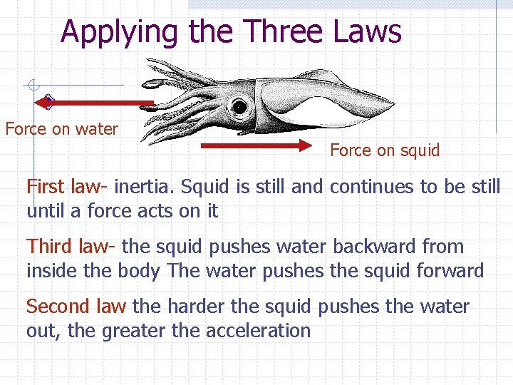 Applying the Three Laws Force on water Force on squid First law- inertia. Squid